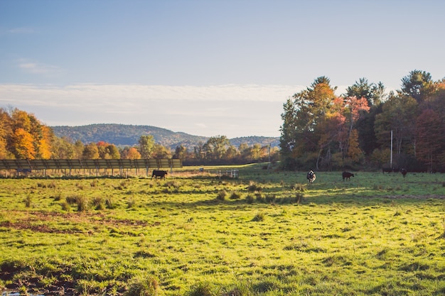 Grass field with cows in the distant on a sunny day with trees and blue sky