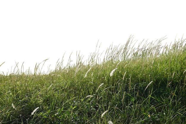 Free photo grass field