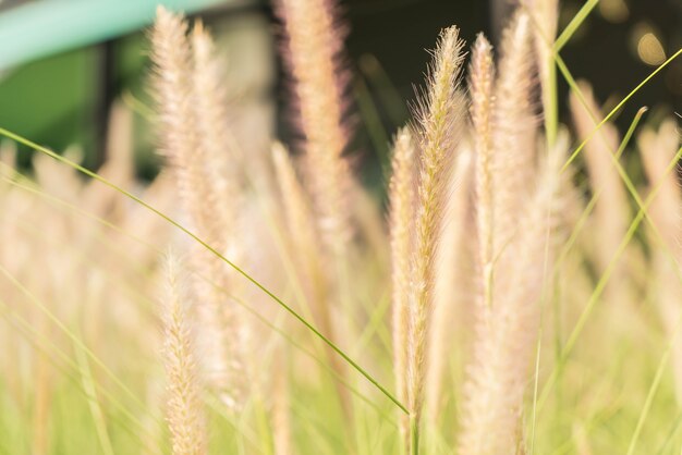 grass flower