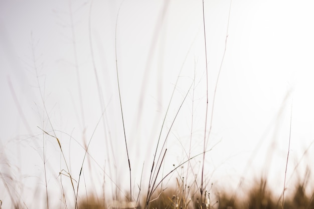 Free Photo grass in front of blurry background