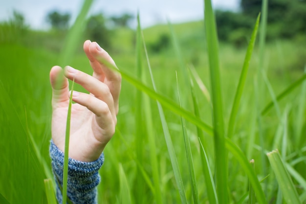 Free photo grass with hands