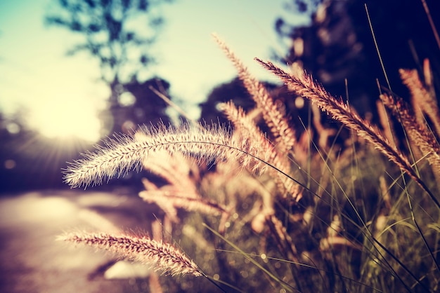 Free photo grass with sunlight on countryside suburban