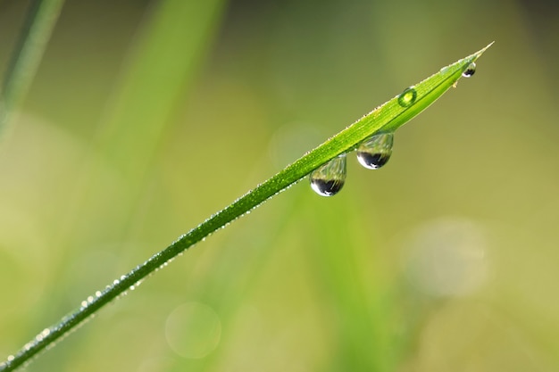 Free Photo "grass with water drops"