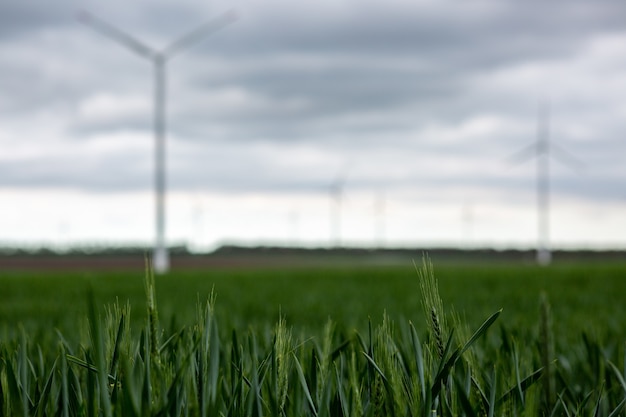 Free Photo grass with white windmills under a cloudy sky on a blurry background