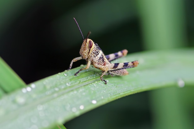 Free photo grasshopper closeup on green leaves grasshopper closeup with natural background