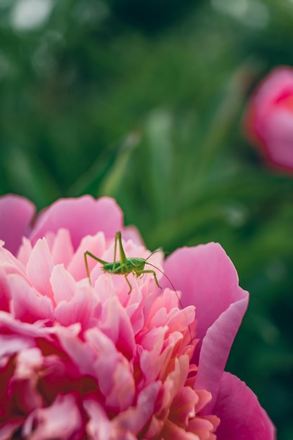 Free photo grasshopper on the pink peony flower in the garden