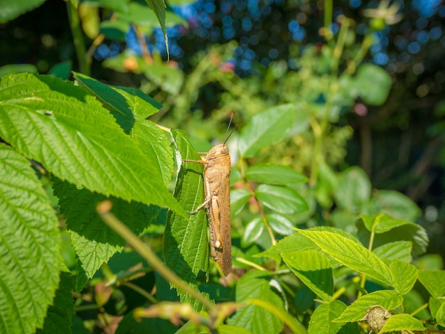 Free photo grasshopper on a plant with green leaves