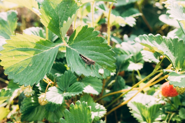 Free photo grasshopper on strawberry plant