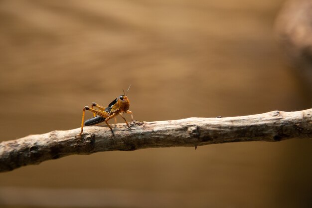 Grasshopper on a twig