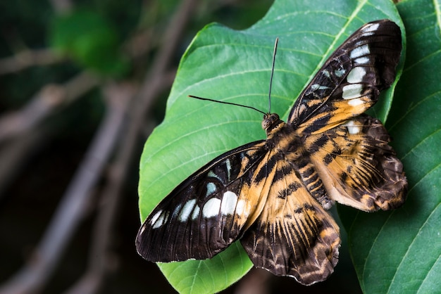 Grassland butterfly on leaf close up