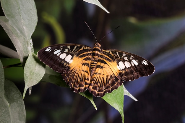 Grassland butterfly with opened wings 