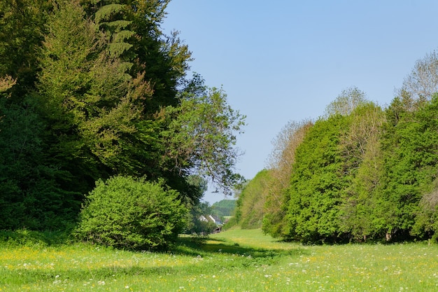 Grassy field with green trees under a blue sky at daytime