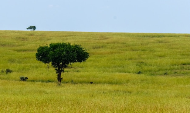 Free photo grassy field with a tree and a blue sky in the background