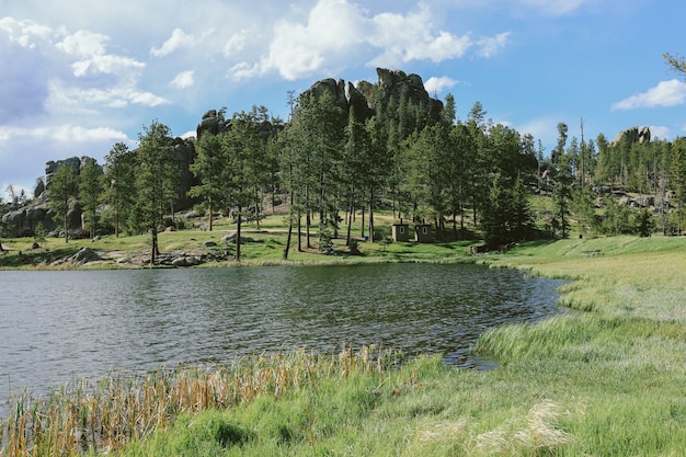 Grassy field with trees near the water on a sunny day