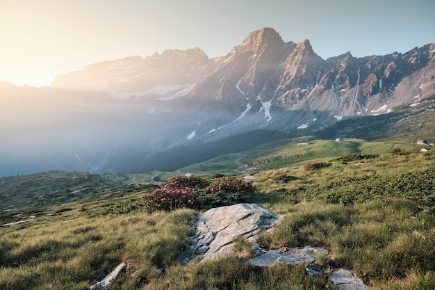 Free photo grassy hills with flowers and mountains