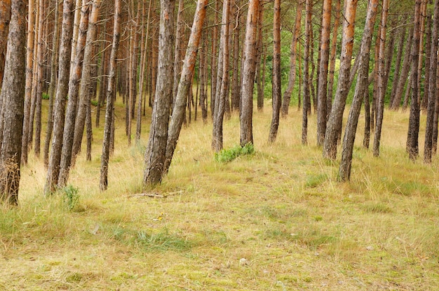 Free photo grassy landscape with pine trees