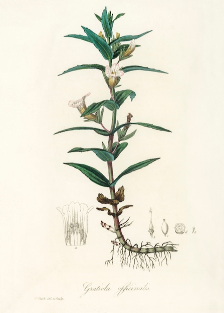 Gratiola officinalis illustration from Medical Botany (1836) 