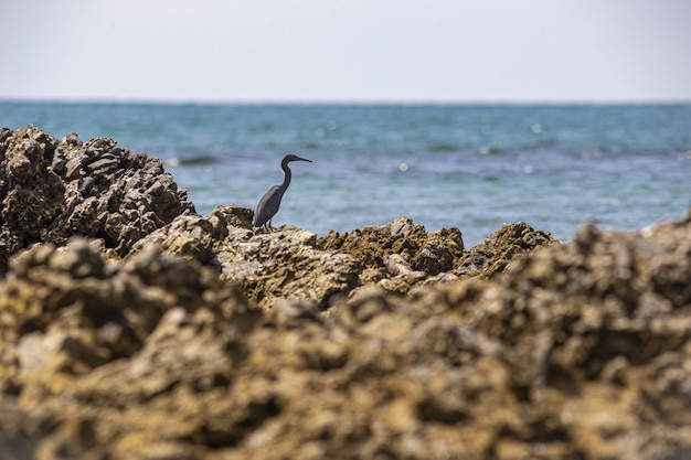 Free Photo gray bird on brown rock near body of water