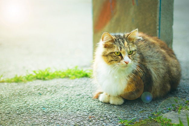 Free photo a gray brown white fluffy cute domestic cat in the outdoor or park, tonned photo