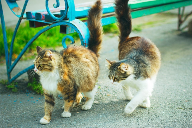 A gray brown white fluffy cute domestic cat in the outdoor or park