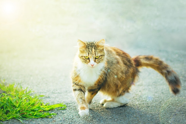 Free photo a gray brown white fluffy cute domestic cat in the outdoor or park