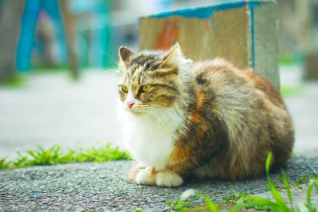 Free photo a gray brown white fluffy cute domestic cat in the outdoor or park