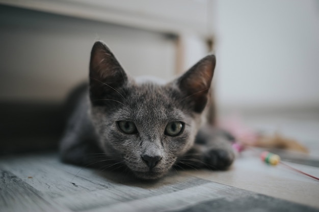 Free Photo gray cat lying down on its stomach on the floor