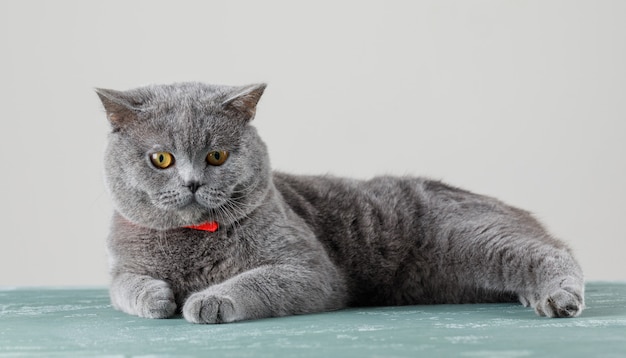 Free Photo gray cat relaxing