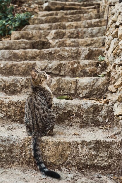 Gray cat on the steps of a stone staircase the streets of the old city animals in the urban environment Vertical frame animal care urban ecosystems the idea of coexistence in the urban ecosystem