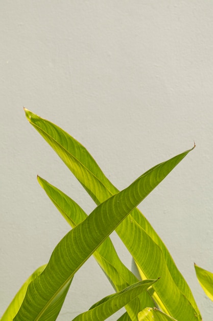 Free Photo gray cement wall with green bird of paradise leaves background