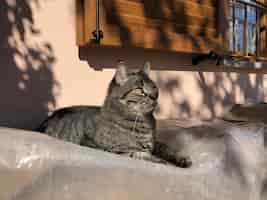 Free photo gray domestic short-haired cat sitting on a rock in crema, italy