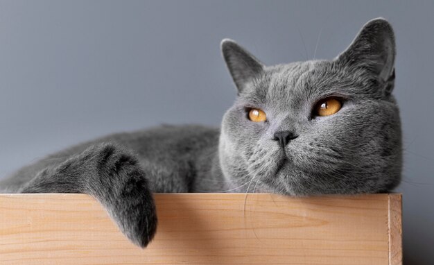 Gray kitty with monochrome wall behind her