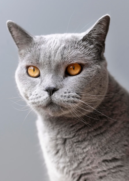 Free photo gray kitty with monochrome wall behind her