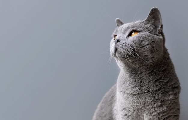 Gray kitty with monochrome wall behind her