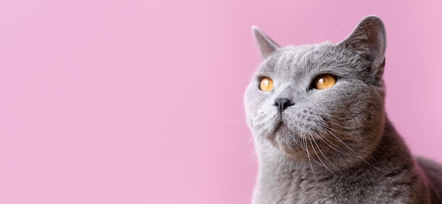 Gray kitty with monochrome wall behind her