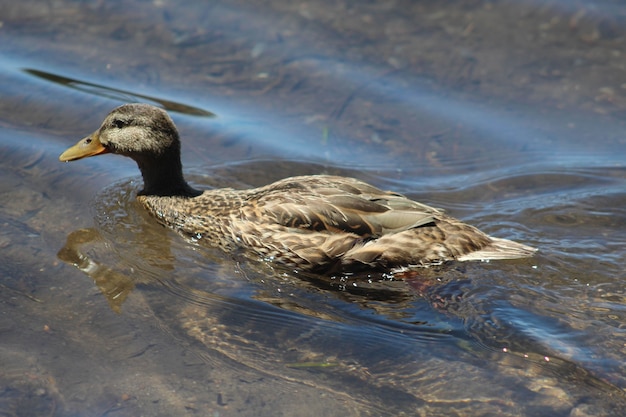 Gray mallard duck swimming on the surface of water