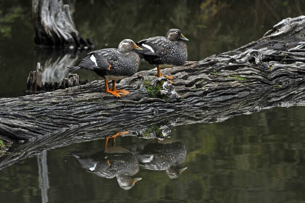 Gray mallards standing on a truck in the lake