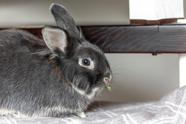 Free photo gray rabbit on the couch the rabbit is lying down rabbit closeup