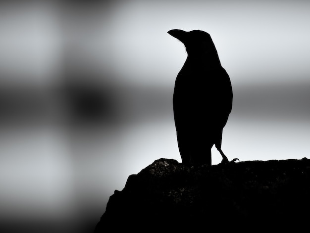 Grayscale of a crow silhouette standing on a rock