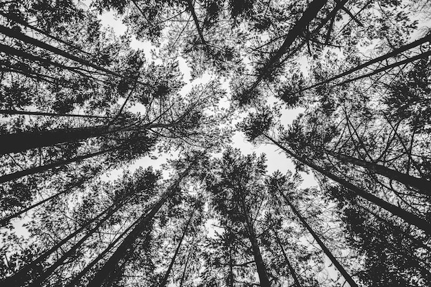 Grayscale low angle shot of tall trees