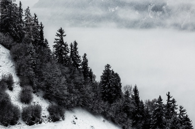 Free photo grayscale   of pine trees and mountain