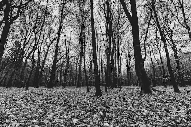 Free Photo grayscale shot of a creepy forest