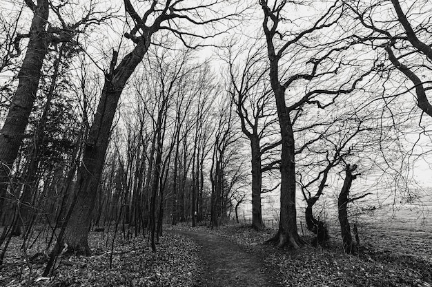 Free Photo grayscale shot of a creepy forest