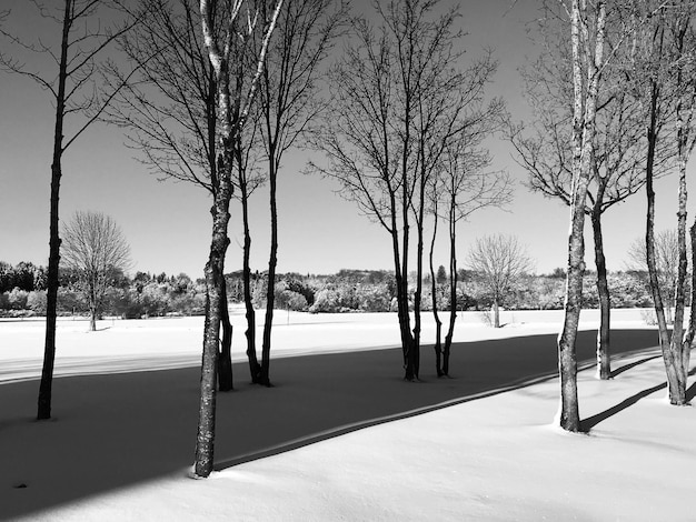 Free photo grayscale shot of a few bare trees growing in the snowy ground in a park in winter