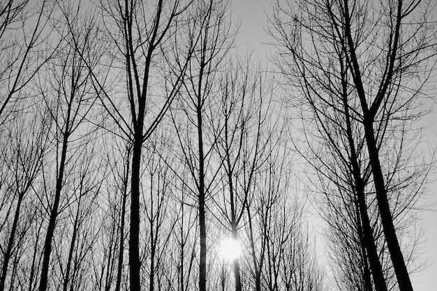 Free Photo grayscale shot of leafless trees in a forest