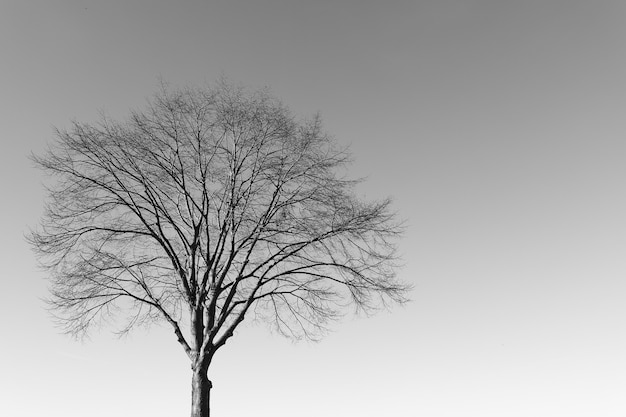 Free photo grayscale shot of a lone tree under a clear sky