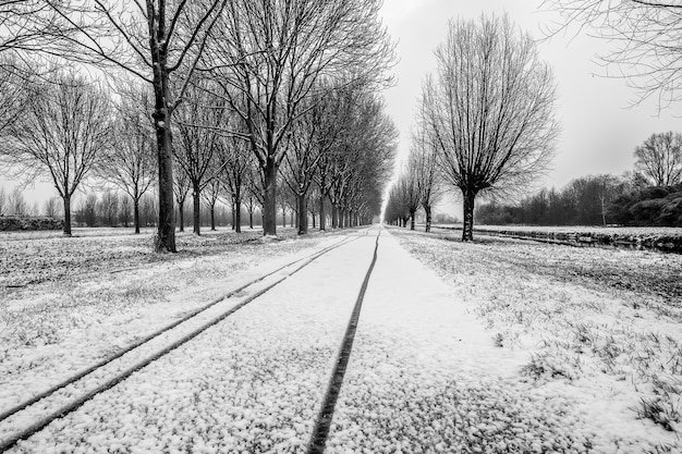 Free photo grayscale shot of pathway in the middle of leafless trees covered in snow in the winter