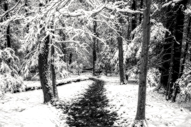 Free Photo grayscale shot of a pathway in the middle of a snowy forest