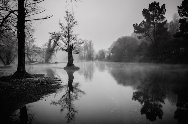 Free photo grayscale shot of a pond rounded by trees in galicia