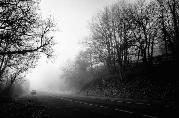 Free Photo grayscale shot of a road in the middle of leafless trees with fog